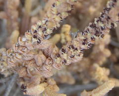 Crassula muscosa muscosa