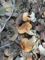 Hydnum ferruginescens