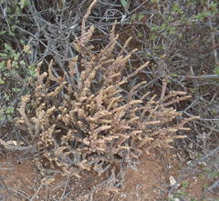 Crassula muscosa muscosa