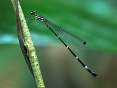 Protosticta ponmudiensis