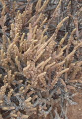 Crassula muscosa muscosa