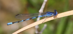 Argia leonorae