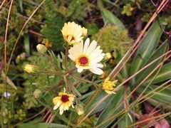 Dolichoglottis lyallii × scorzoneroides