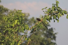 Lanius melanoleucus melanoleucus