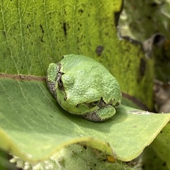 Hyla versicolor