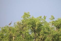 Poicephalus meyeri damarensis