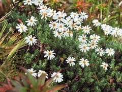 Celmisia ramulosa ramulosa