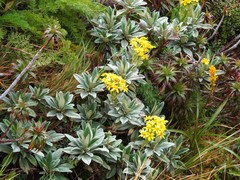 Brachyglottis revoluta