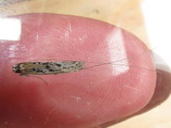 Adelidae