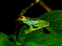 Zhangixalus dulitensis