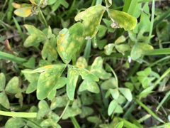 Puccinia