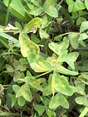 Puccinia