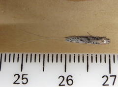 Adelidae