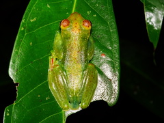 Zhangixalus dulitensis