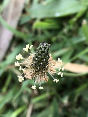 Plantago lanceolata
