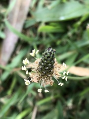 Plantago lanceolata