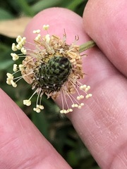 Plantago lanceolata
