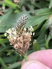 Plantago lanceolata