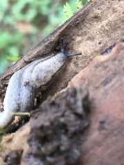 Arion circumscriptus