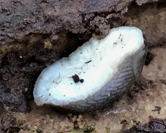 Arion circumscriptus