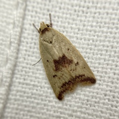 Ageletha elaeodes
