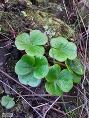 Oxalis truncatula