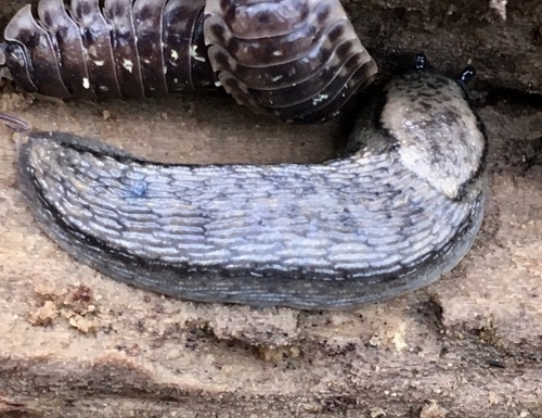 Brown-banded Arion