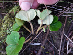 Oxalis truncatula