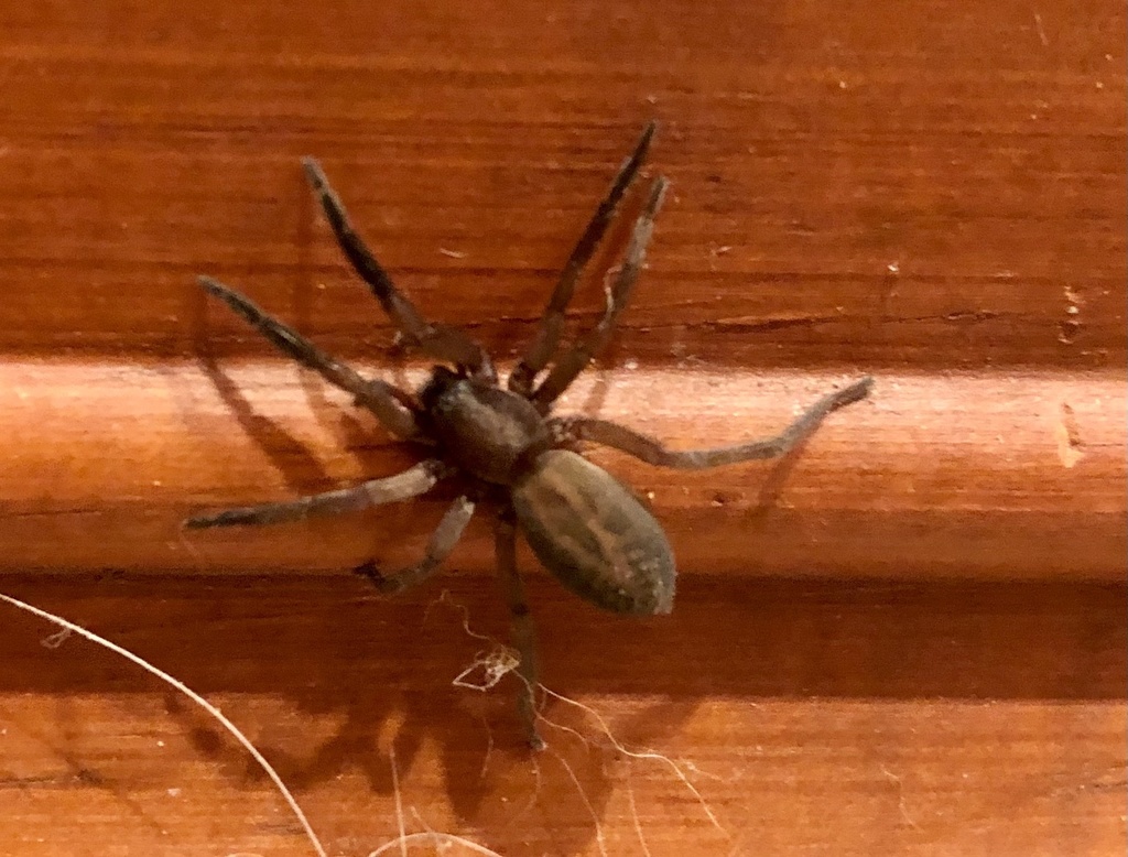 Teminius affinis