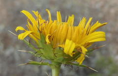 Berkheya spinosa