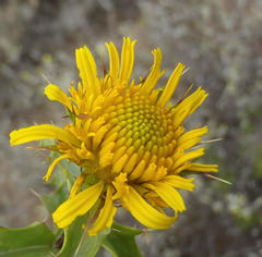 Berkheya spinosa
