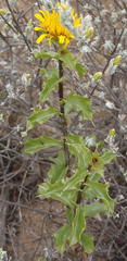 Berkheya spinosa