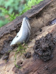 Arion circumscriptus