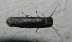 Perisphaerinae