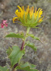 Berkheya spinosa