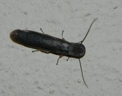 Perisphaerinae