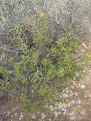 Berkheya spinosa