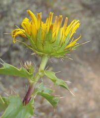Berkheya spinosa