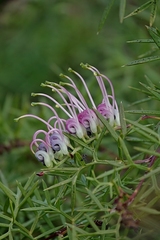 Grevillea rivularis