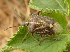 Agonoscelis erosa