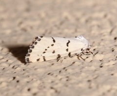 Grotella binda