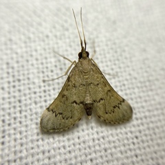 Piletocera macroperalis