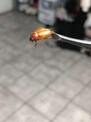 Cyclocephala lurida