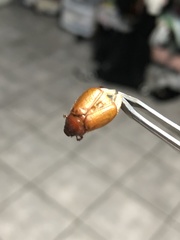 Cyclocephala lurida
