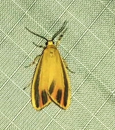 Painted Lichen Moth photo 5