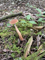 Austroboletus gracilis