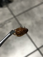 Cyclocephala lurida