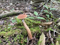 Austroboletus gracilis