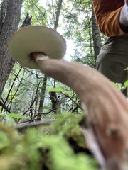 Austroboletus gracilis