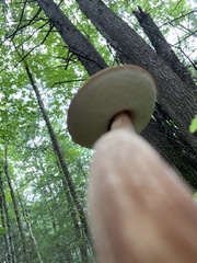 Austroboletus gracilis